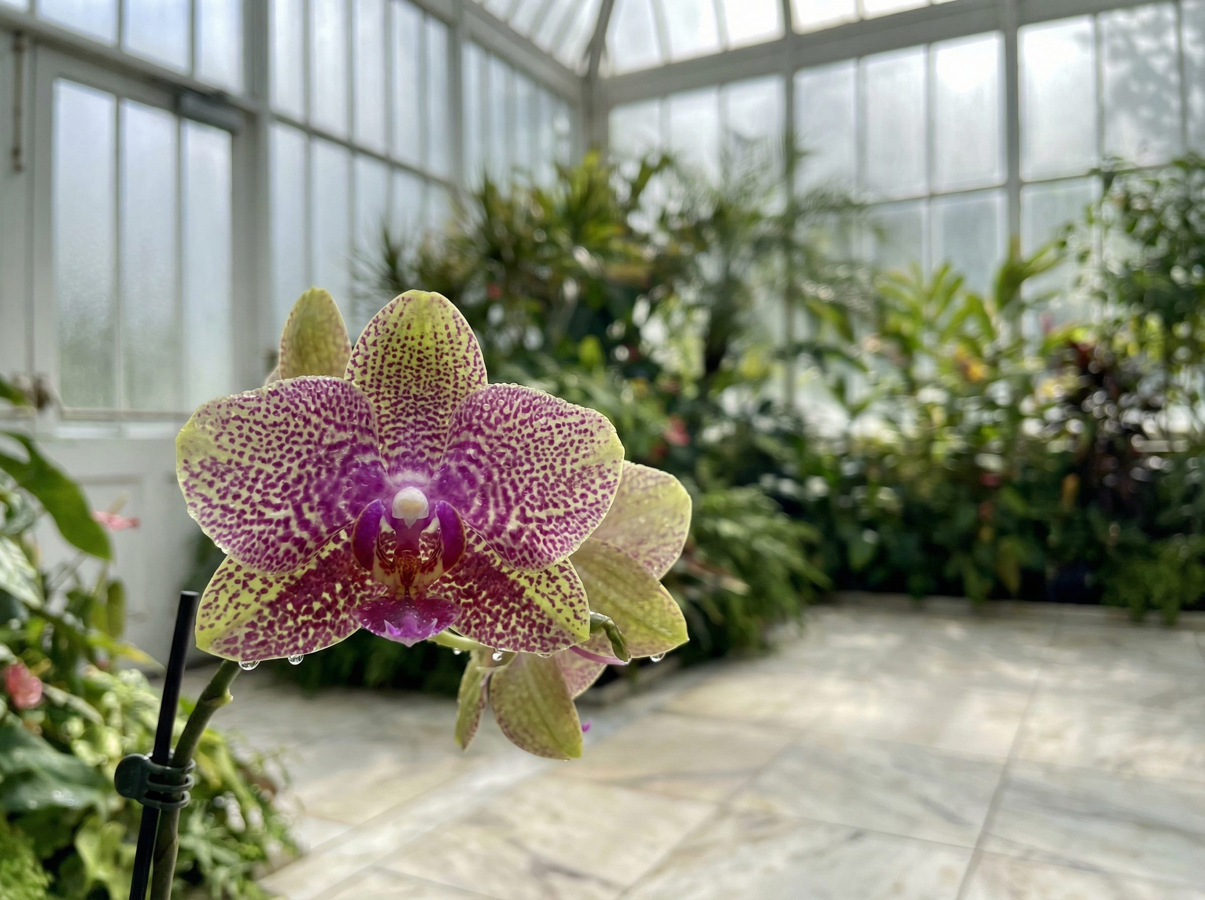 小欣奈视频：百年古银杏树秋色全记录